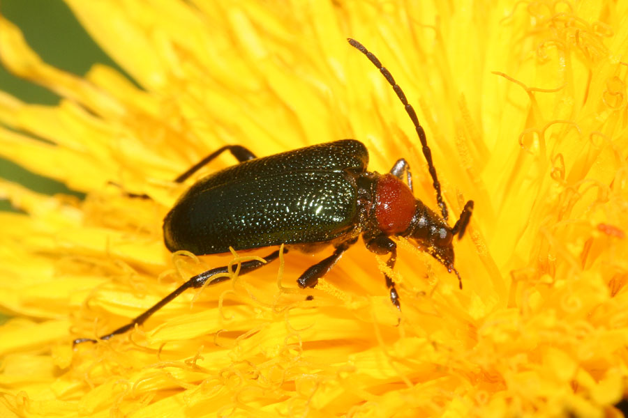 Cerambicidi dolomitici